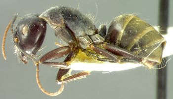 Media type: image;   Entomology 21512 Aspect: habitus lateral view